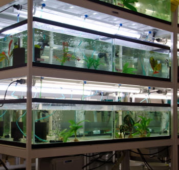 Aquatic Lab