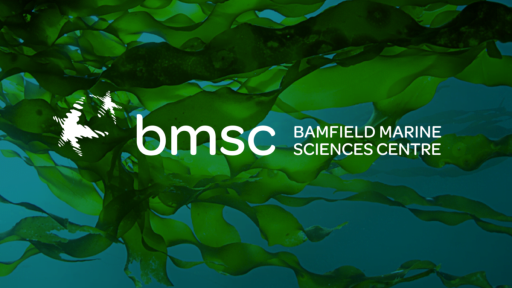 BMSC Re-brands with a new and energizing look.