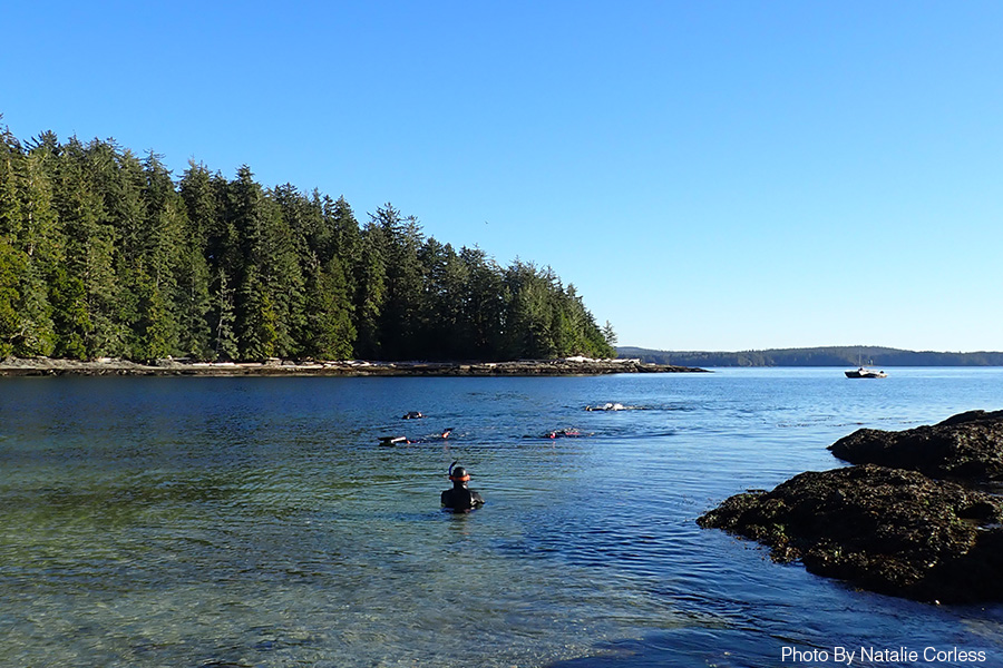 People snorkeling in shallow water during a marine science field course. The sky is blue ad there are pine trees in the background
