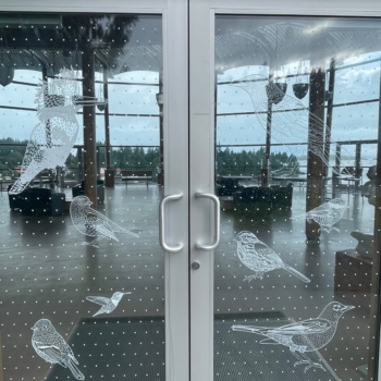 bird strike